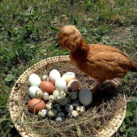 Farmház Pod Zamczyskiem