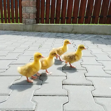 Pod Zamczyskiem * Sromowce Wyzne