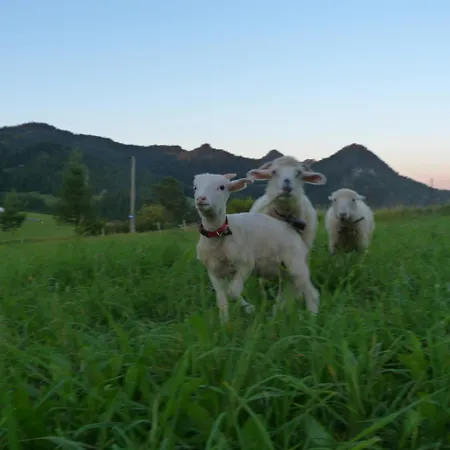 Çiftlik konaklama Pod Zamczyskiem