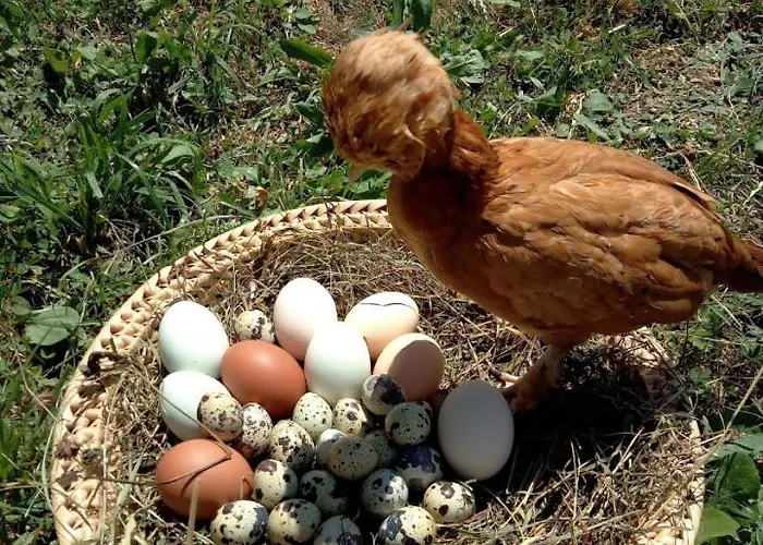 팜스테이 Pod Zamczyskiem